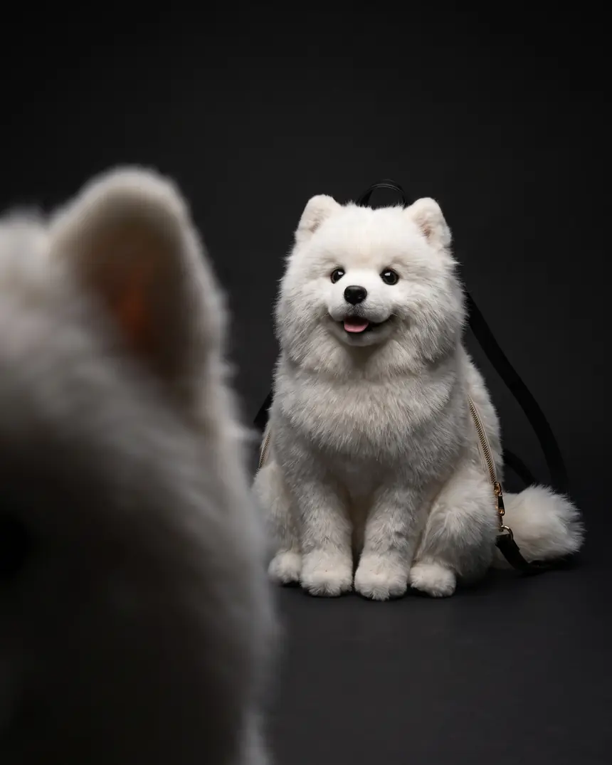 Studio shot of the Samoyed Pupack showing ears, paws and tail