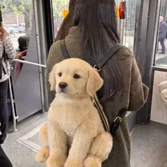 Golden Retriever Pupack worn as a backpack