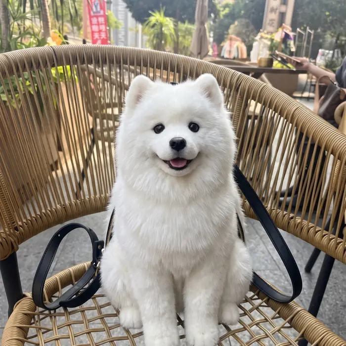 Samoyed Pupack sitting on a cafe chair