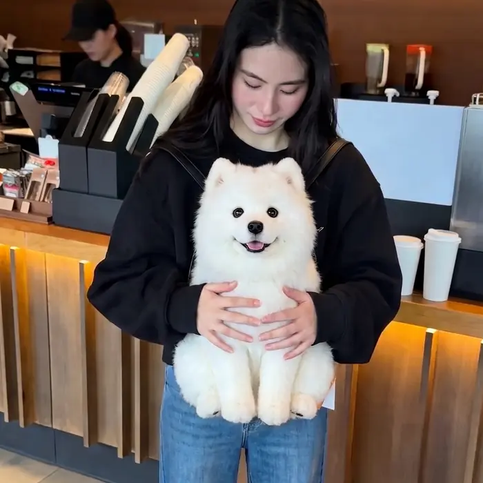 Samoyed Pupack held against the body, showing its size